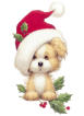 mon ptit chien